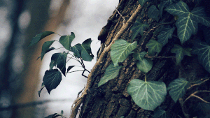 十八禁不卡国产在线播放